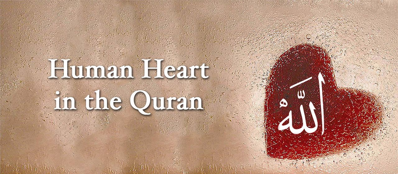 The human heart is mentioned many times in the Qur'an | Jannat Al Quran