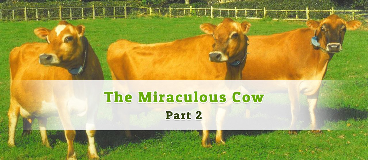 The Miraculous Cow Part 1 | Jannat Al Quran